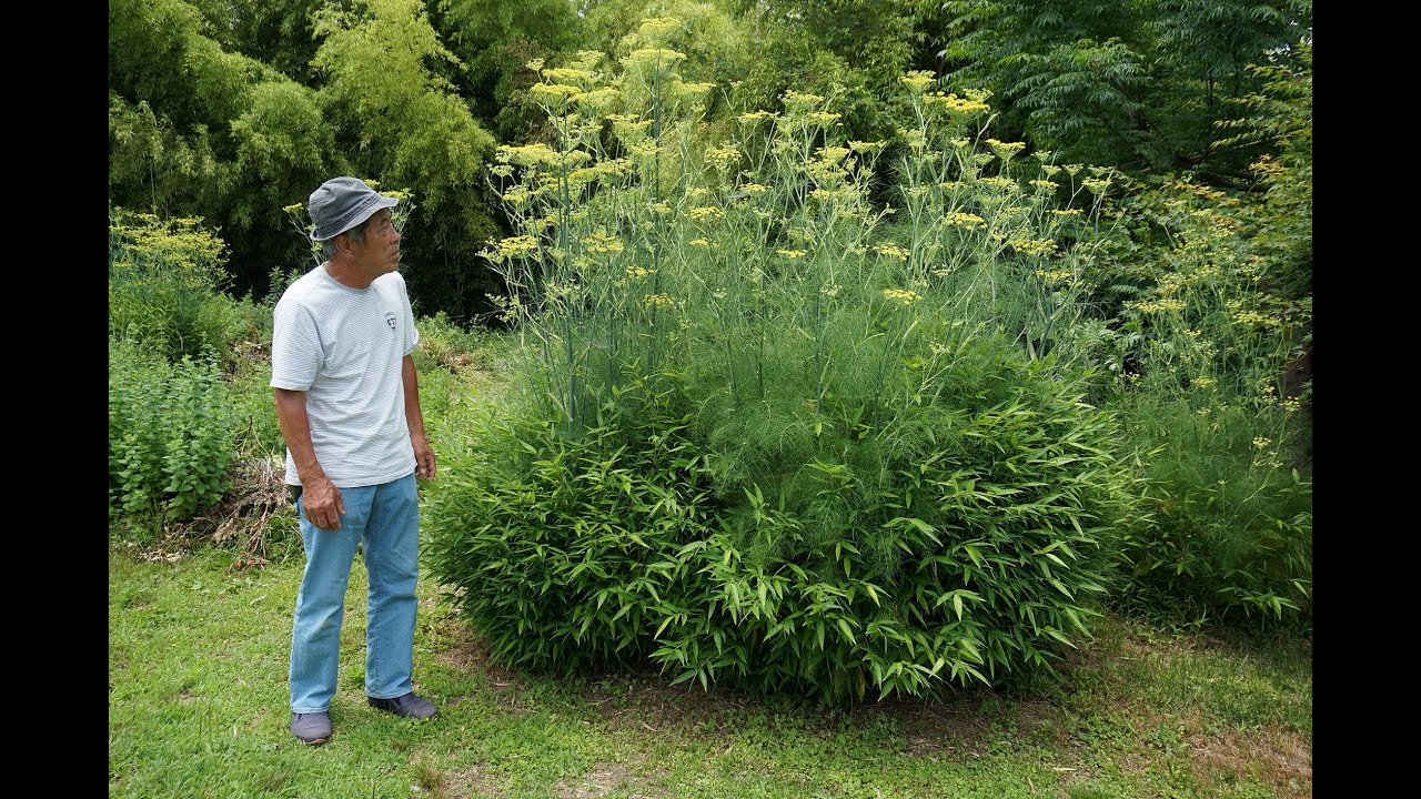 ハーブガーデン紹介９月竹とフェンネルの共生-Fennel-～自然のハーバルライフ～-HERB-Japanese Herb Garden Gardening