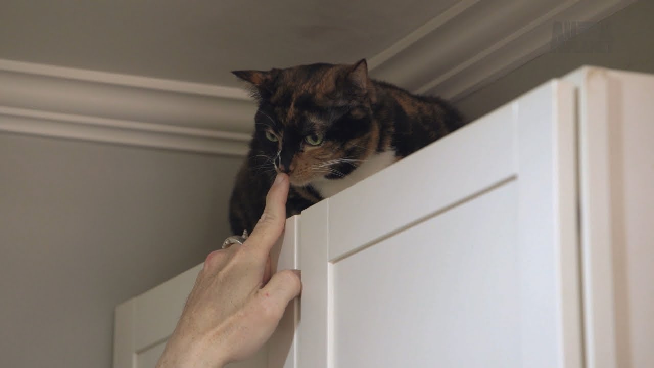 How To Properly Introduce Yourself To A Cat