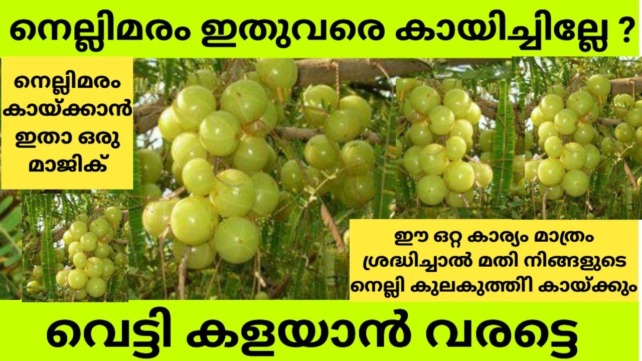 കായ്ക്കാത്ത നെല്ലിമരം കായ്ക്കാൻ ഇതാ ഒരു സൂത്രവിദ്യ/nellipookan/nellikka kayikkan/nelli niraye pookan