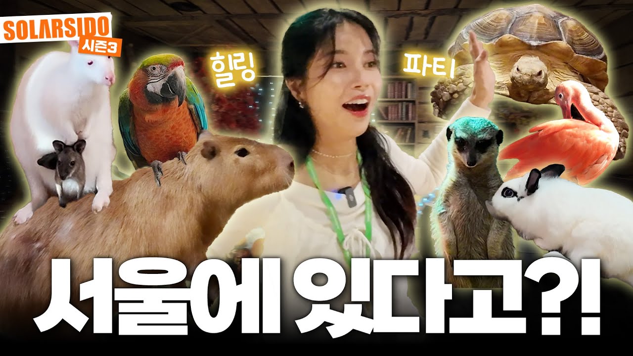 겨울에 귀여운 동물들 보실 분~