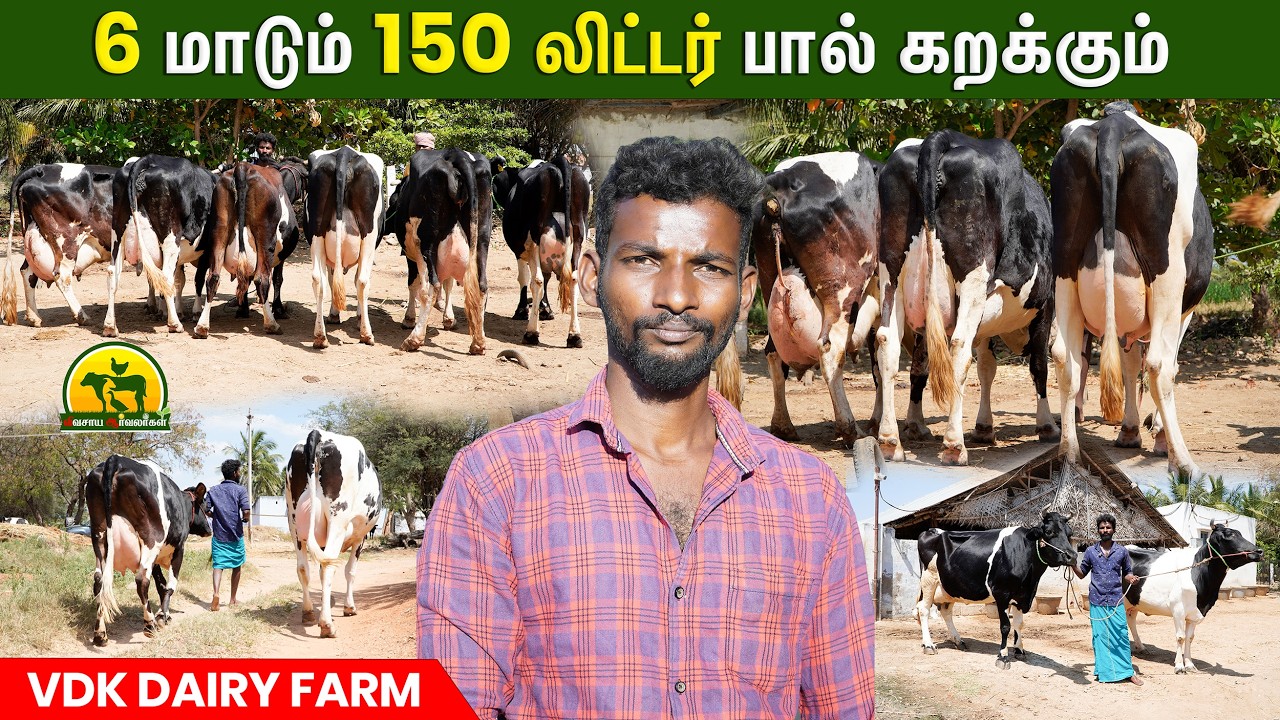 17 கன்னு மாடு 20 சினை மாடு விற்பனைக்காக இருக்கு @விவசாய ஆர்வலர்கள் Vivasaya Arvalargal #cowfarm