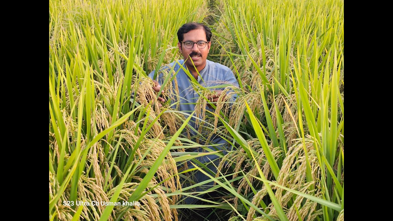 Rice Variety Diamond 109 by Sun Crop | Ch Usman Khaliq | Al-Khaliq Agri Farm, Vehari