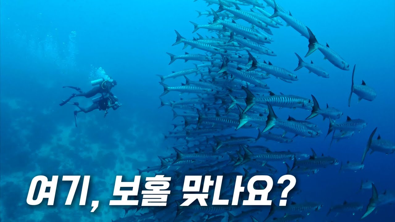 진짜 소름 끼치는 보홀 물속으로 초대합니다
