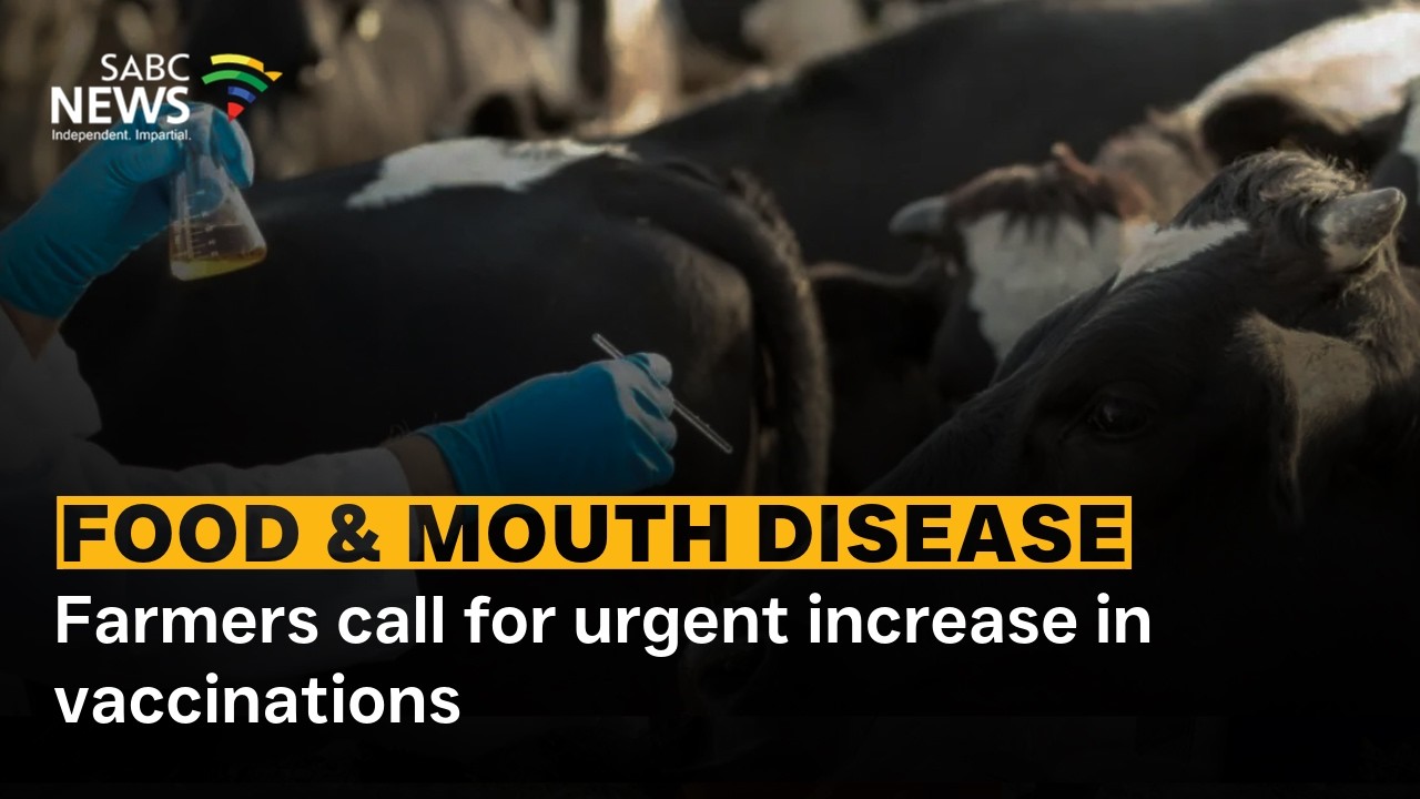Foot and Mouth | Farmers call for urgent increase in vaccinations