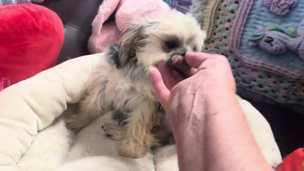 Miss Sweet Pea 3-11-26
