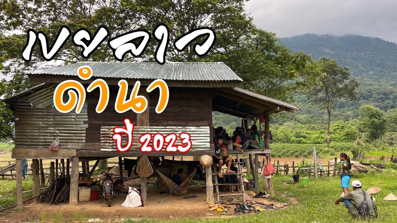 เริ่มแล้วดำนาวันล่ะแสนสามหมื่น l ดำนาปี2023 l วิถีชีวิตชาวนาที่ประเทศลาว l เขยลาว🇹🇭💞🇱🇦