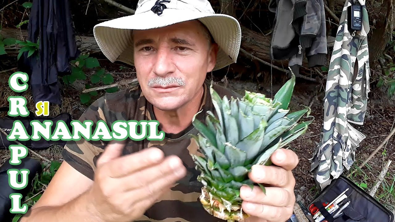 O momeală foarte atractivă în pescuitul crapului!