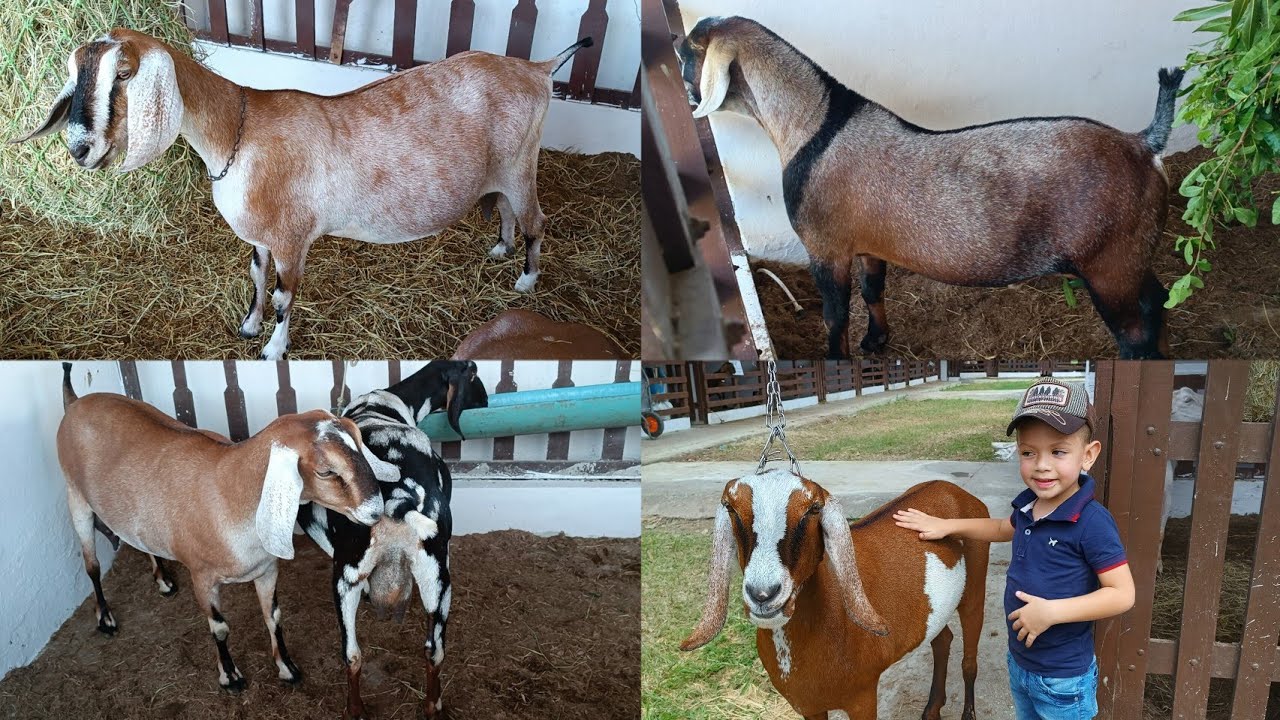Exposição de Campina Grande PB #EXPAPI 2023 só raça Anglo Nubiano. 👆🏻🐐💥