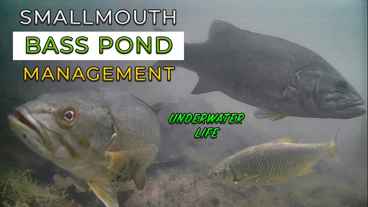 Raising SMALLMOUTH BASS with Golden Shiners - Pond Fish Sampling with Underwater Camera