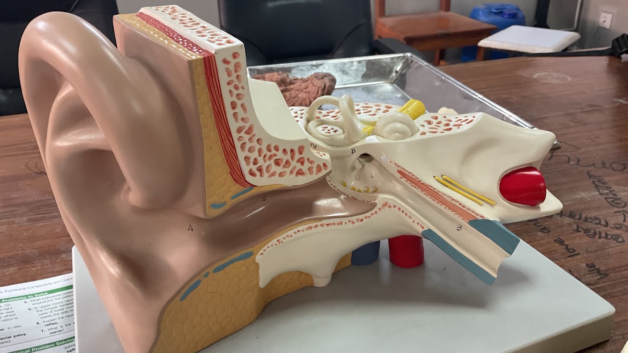 Ear Model-2