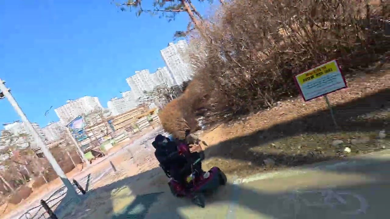 2026 01 29 오사카 서브4 모의고사 20.64km 1:56:35 (평균 5:39)