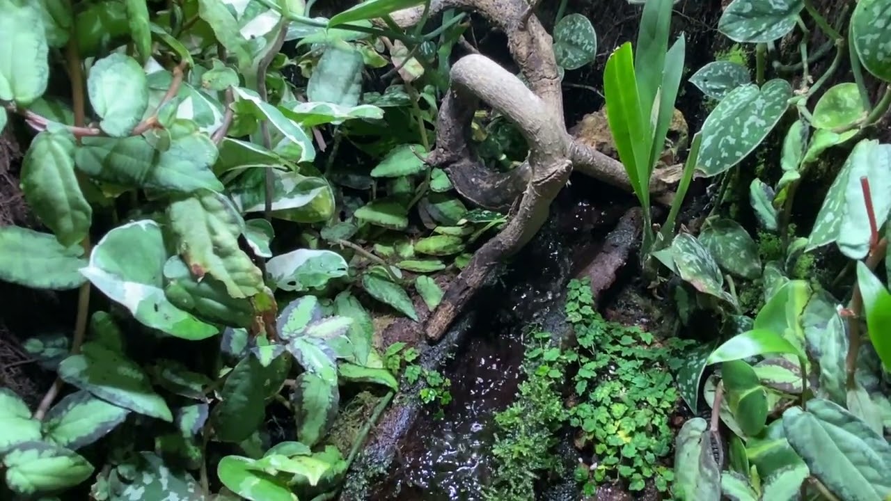 Moss growing on water feature