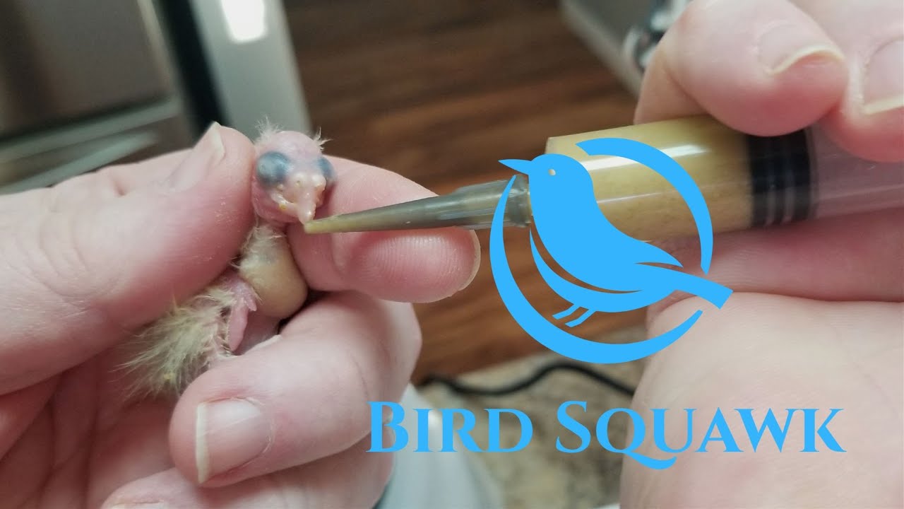 Hand Feeding Cockatiels. Newborns to 4 weeks!