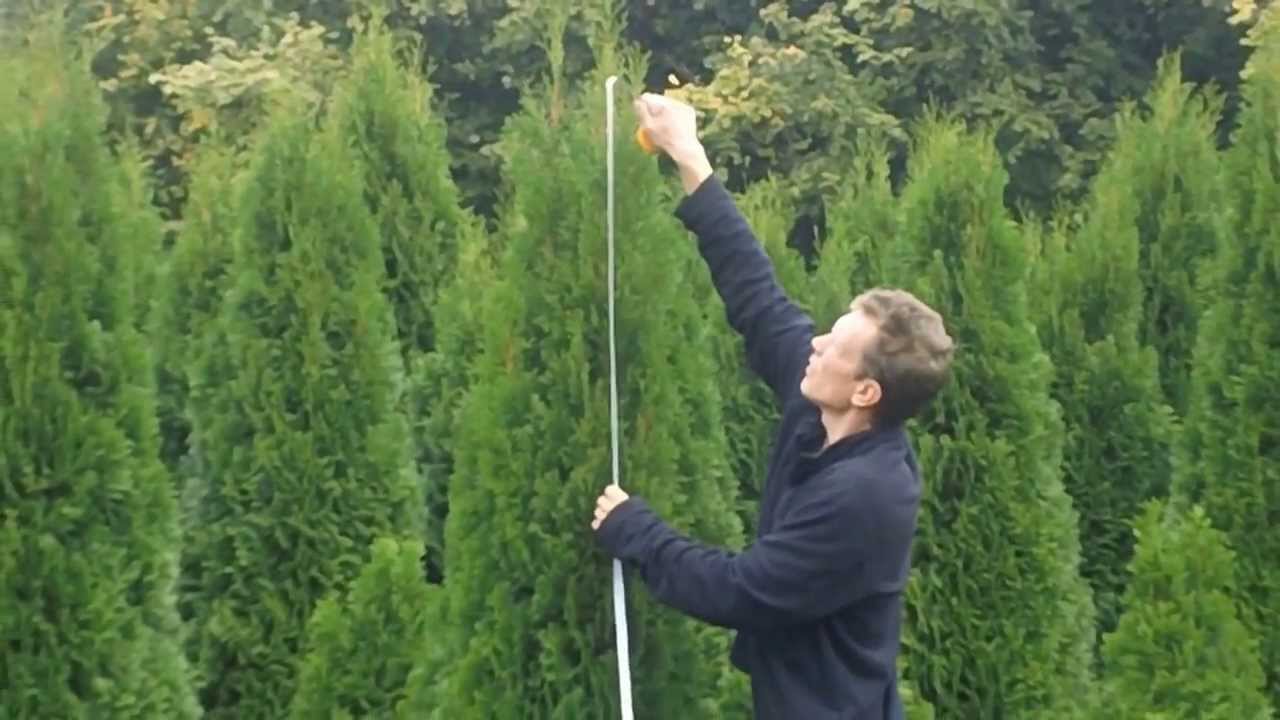 THUJA OCCIDENTALIS SMARAGD TUJA TUJE SPRZEDAŻ WARSZAWA
