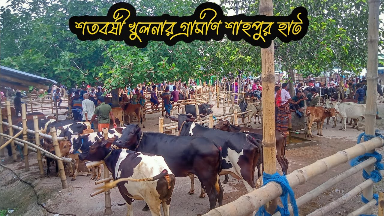 শতবর্ষী খুলনার গ্রামীণ শাহপুর হাট | khulna gorur haat | hat bazar bangladesh | gorur bazar