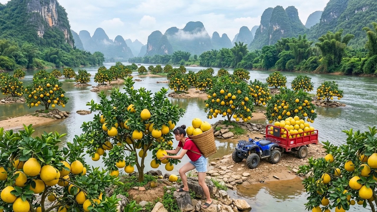 Harvesting a Ton of Pomelos, Using a Four-Wheel Vehicle to Transport Them to the Market