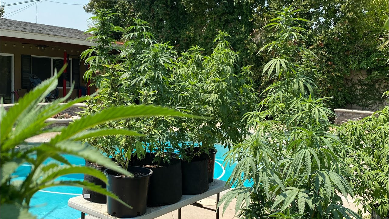 OUTDOOR WEED GROW(EXTREME HEAT WAVE)PLANT PROGRESS