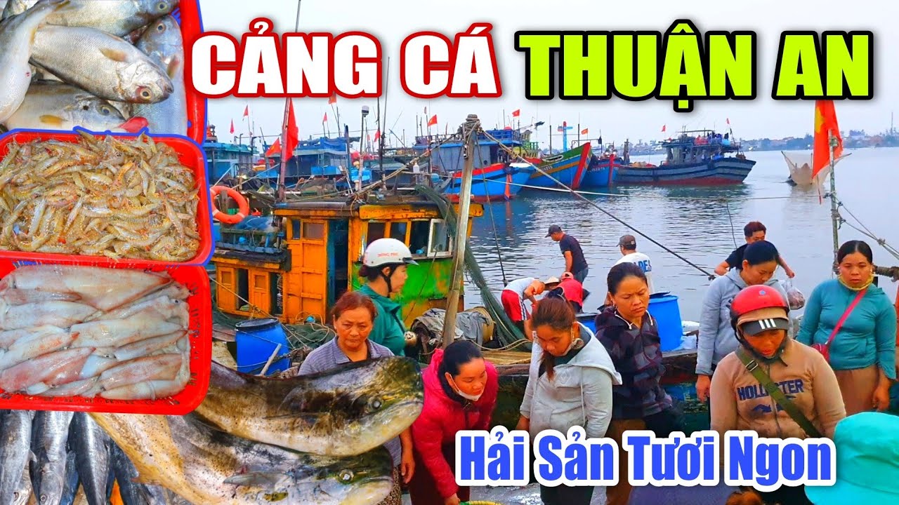 Cảng Cá THUẬN AN HUẾ - ĐẦY ẤP Hải Sản Tôm Cá Tươi Ngon Nhộn Nhịp Sáng Sớm.