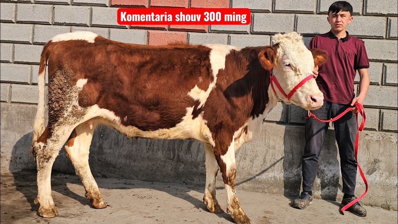 SMENTAL SHVEST BO&lsquo;G&lsquo;OZLAR HUNAJUNLAR🔥 BELGINISKI CHORNY PIOSTRA GERMAN HUNAJUNLAR🔥
