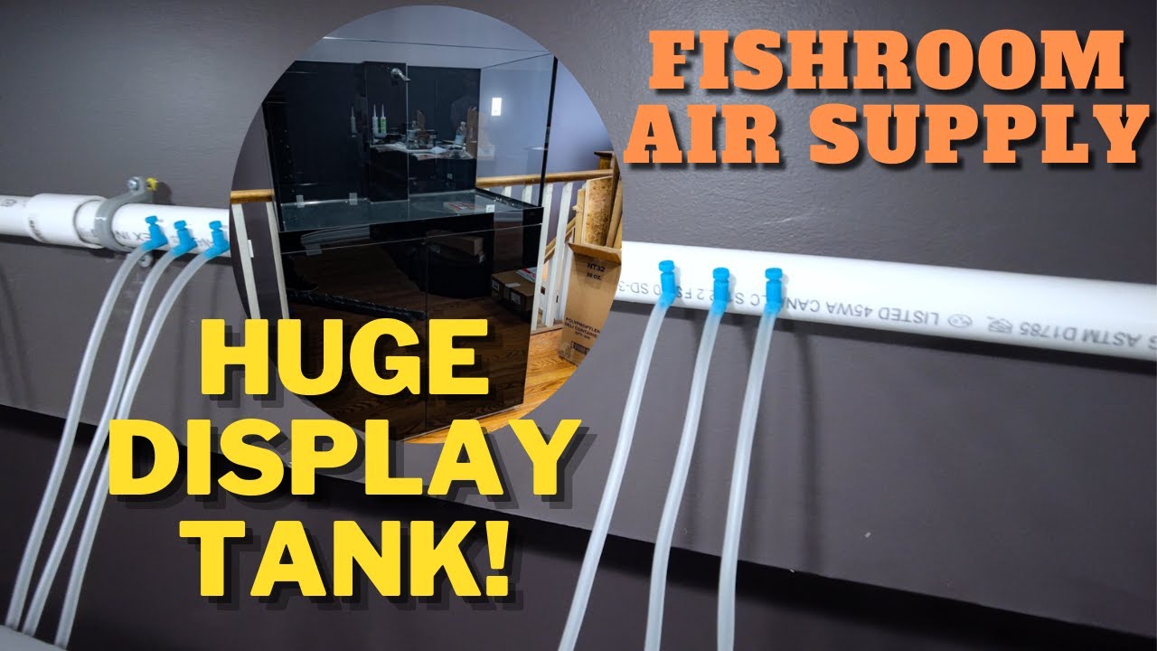 Installing Air System for the Store's Fishroom | BIGGEST Store Tank!!