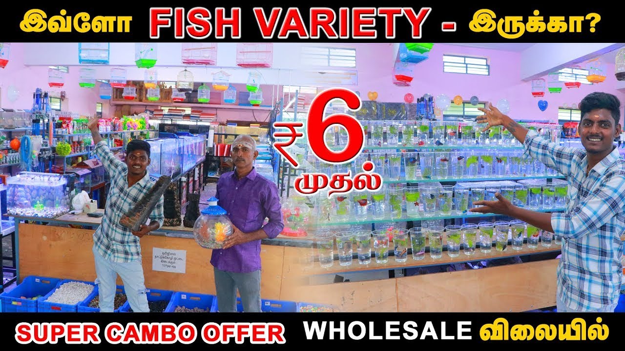8 ரூபாய் முதல் Rare Fish Collection | Exotic Fish | Cheapest Fish Market | #erodewala