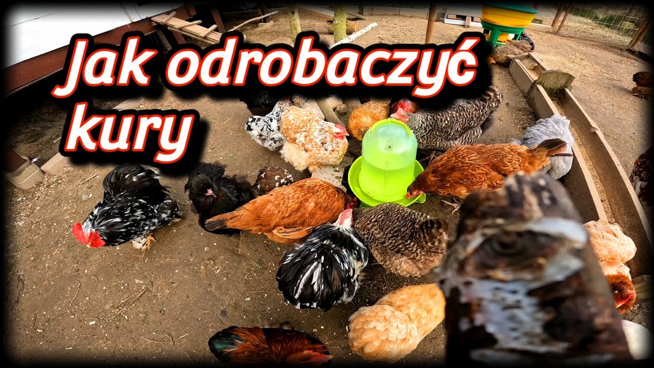 #chicken 🐓🐤🦃 Jak odrobaczam kury. 🦆 Odrobaczanie drobiu.