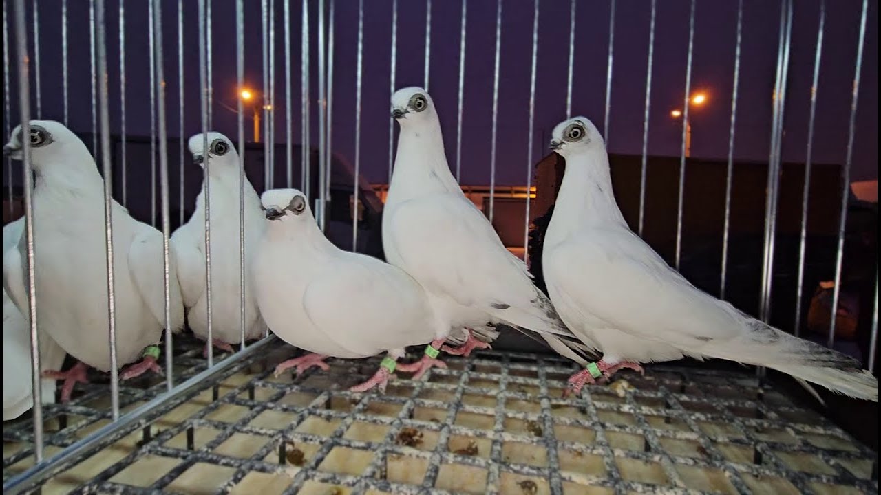 TARG gołębie pigeons  RADOM Andrzej W. 24 .01.2026 cz.3/4💥Gołębie jasne i wyszwance Andrzeja Radom💥