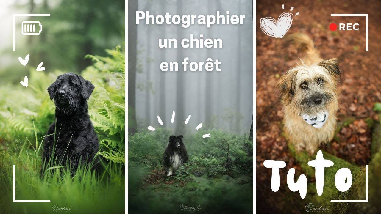Photographier un chien en forêt : mode d'emploi