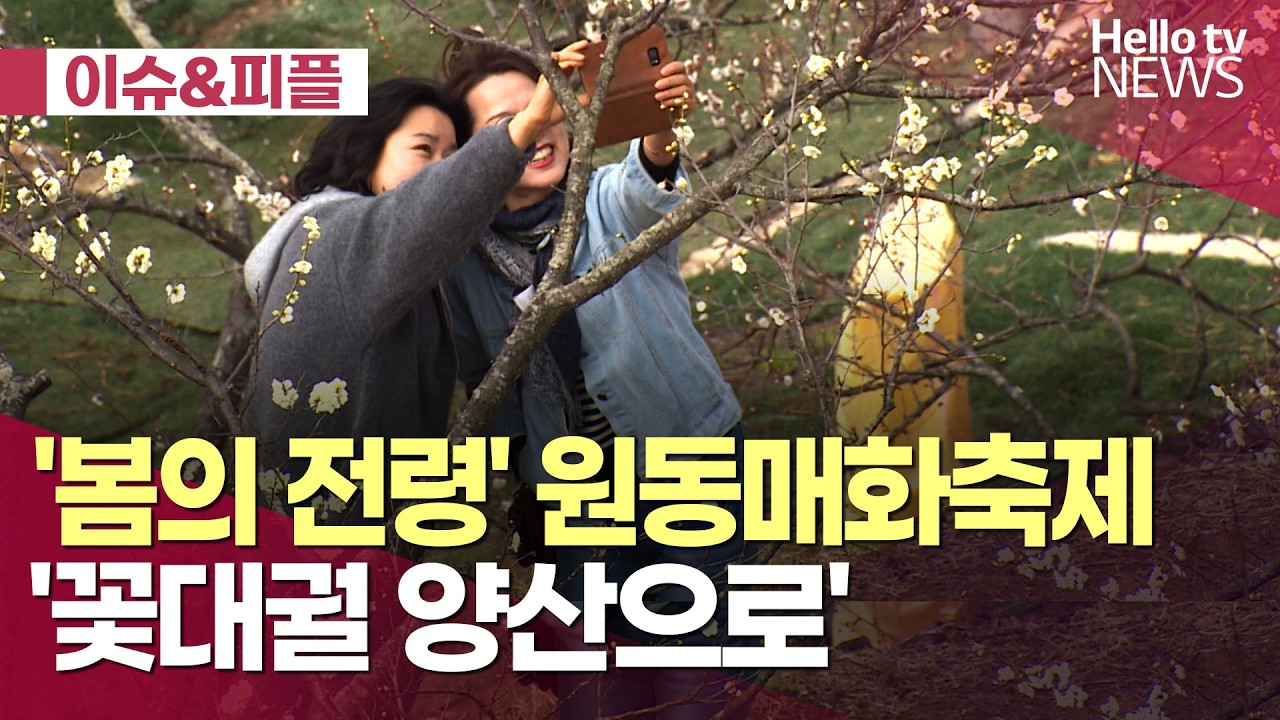 [이슈&피플] '봄의 전령' 원동매화축제…'꽃대궐 양산으로 오세요'ㅣ#지방선거
