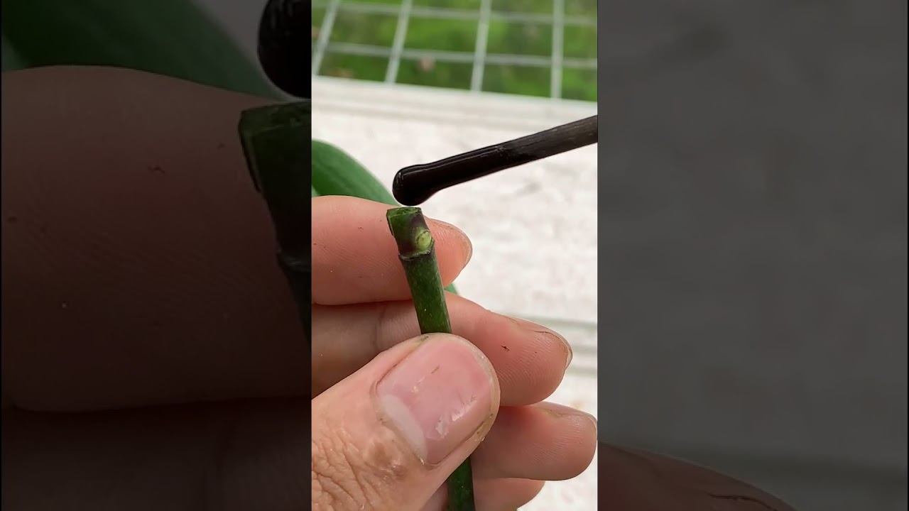 growing orchids in watter , many flower buds #tips