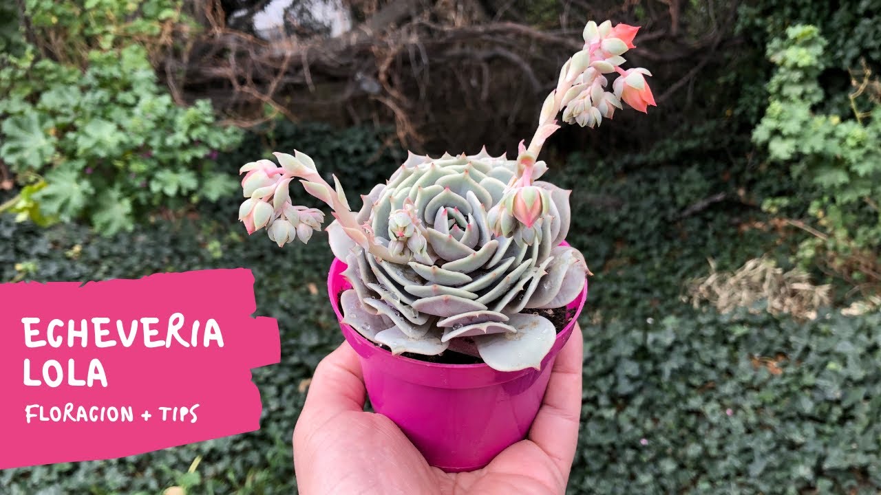 ECHEVERIA LOLA | Floración 🌼