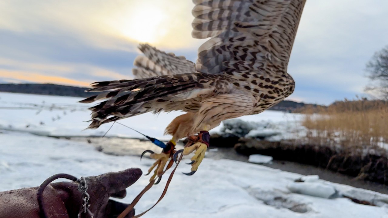 Asja, Finnish Goshawk | Duck Hawking,  February 18, 2026