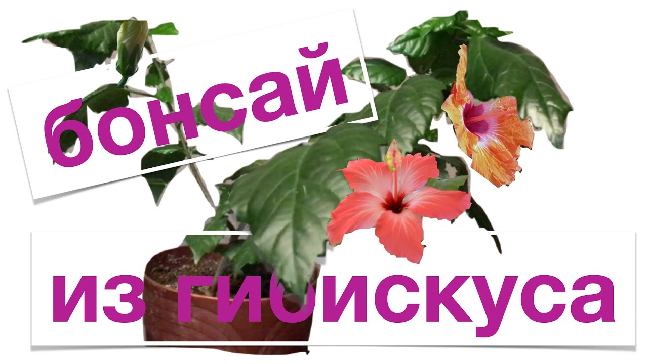 Бонсай из гибискуса, часть 1//Nataliya Alekseeva//