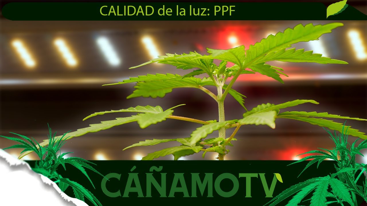 PPF: La IMPORTANCIA de la CALIDAD de la LUZ 💡 Mars Hydro FC-E4800