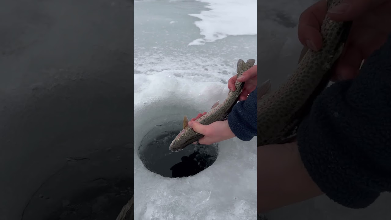 Great weekend ice fishing Alberta rainbow trout. Beautiful fish
