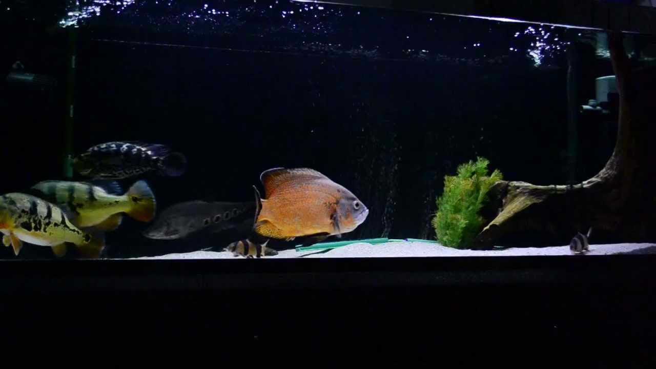 Cichla ocellaris