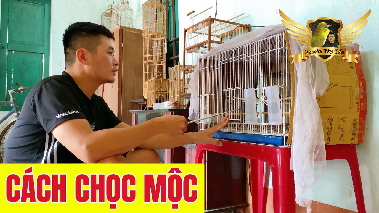 Chọc Mộc - Khuyên Vàng Tây Bắc Được Tách Khỏi Lồng Tập Trung - Cứ Khuyên Vàng Là LÍU CHOÈ‼️| KTB
