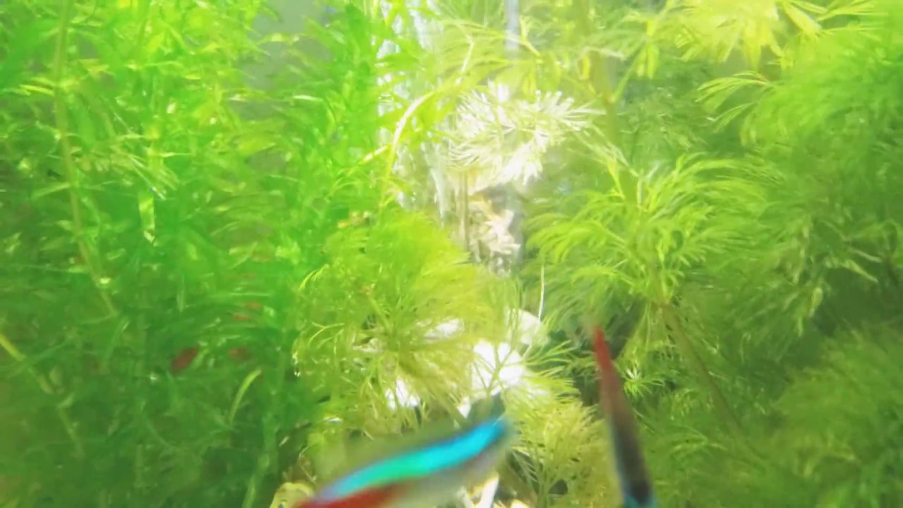 Biorb Halo 30 lts fully working freshwater aquarium with baby fish.
