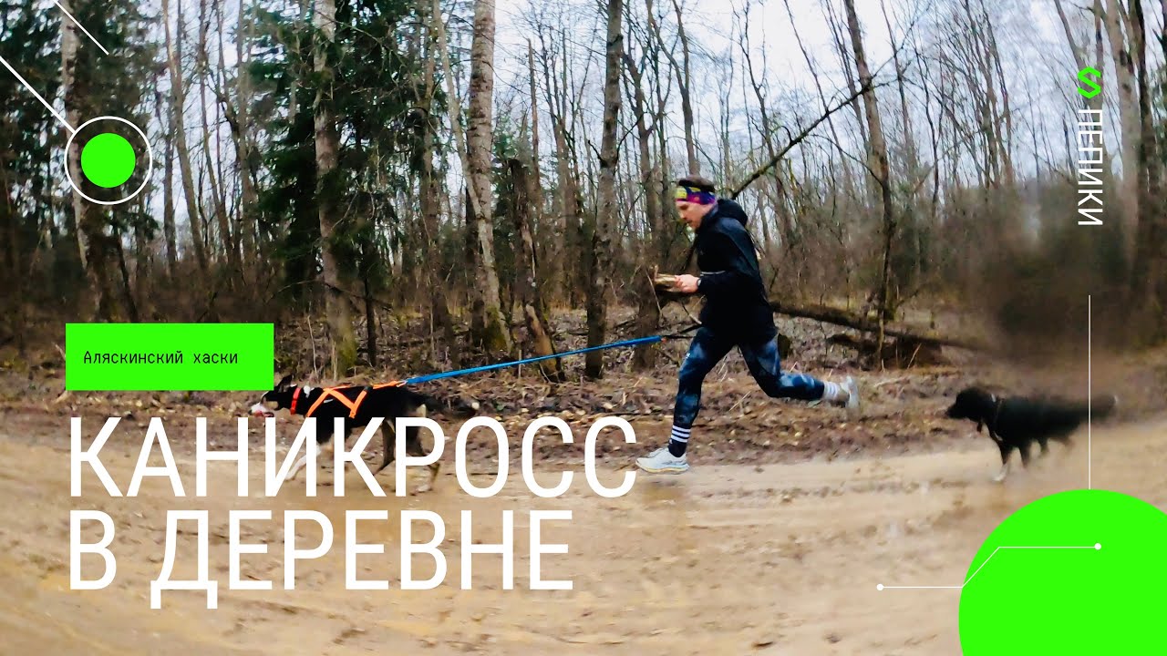 Каникросс в деревне | Аляскинский хаски