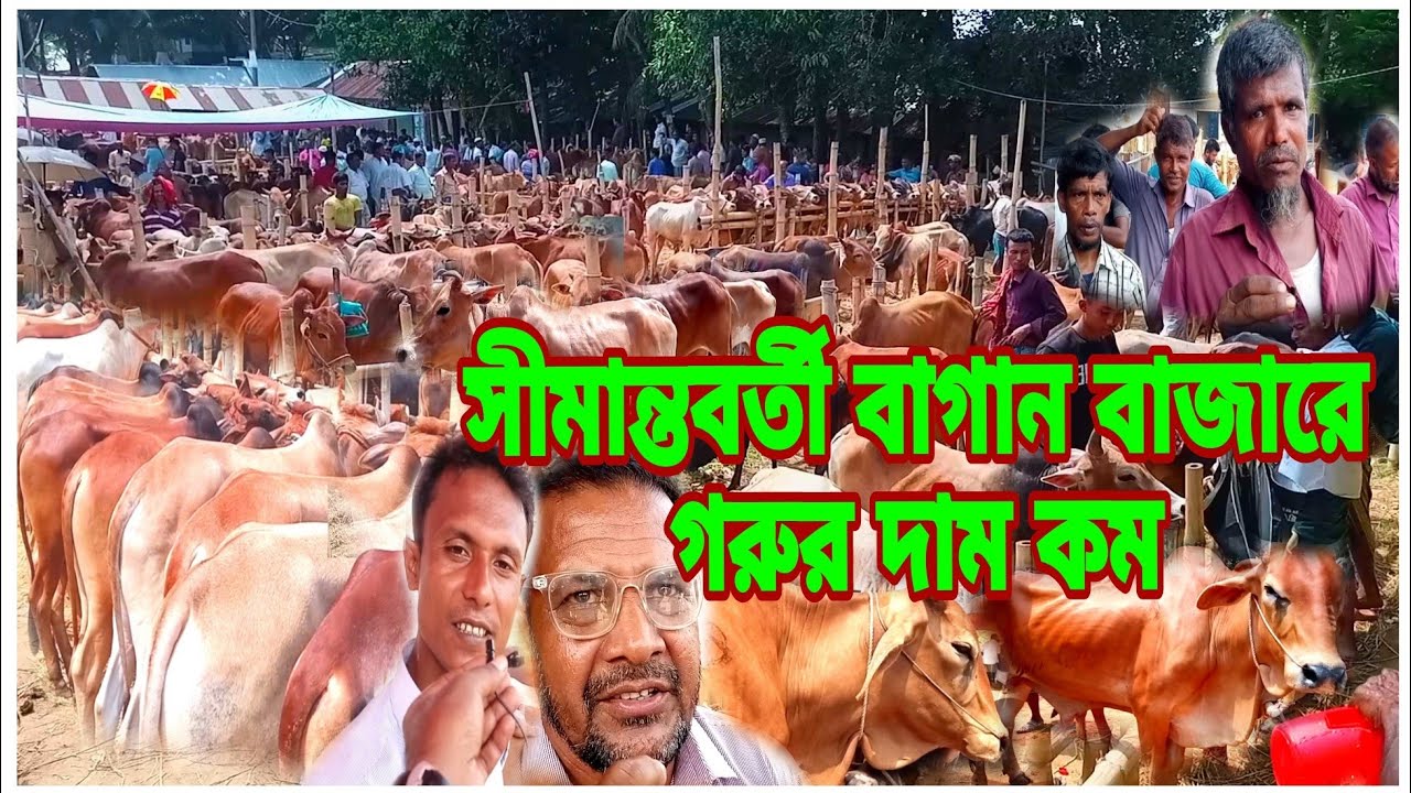 সস্তায় গরু কিনুন বাগান বাজার থেকে, কুরবানির বিশাল গরু বাজার, ফটিকছড়ি,চট্টগ্রাম