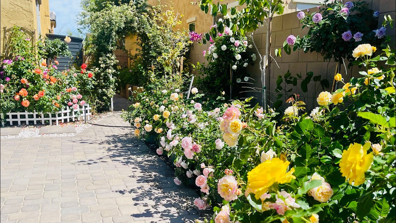 Tour of my spring rose garden|Phoenix rose garden| David Austin, kordes &Meilland roses are in bloom