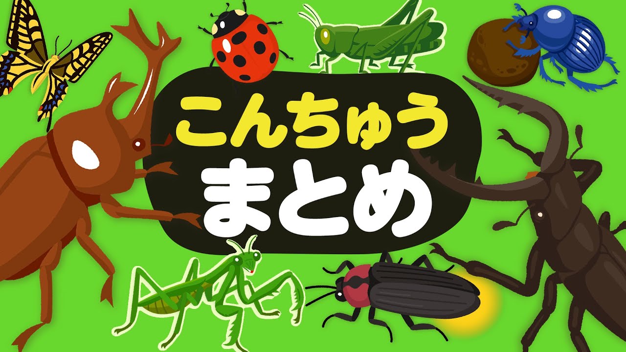 【昆虫★まとめ】昆虫さがし🔎カブトムシ,クワガタムシ,ホタル,カマキリ,バッタ,フンコロガシ,カナブン,アリ,などこんちゅうの名前を覚えよう！昆虫 観察 自然 虫 むし ムシ,insect,bug