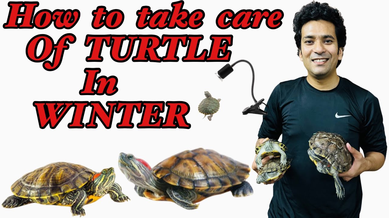 How to take care of Turtles in Winter | Turtle Care in Winter | Turtle Winter Care Tips