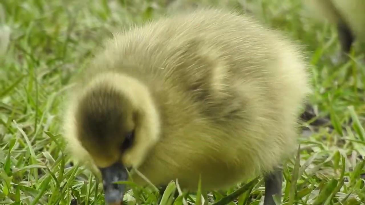 Gr&oslash;njordss&oslash;en alle gode gange tre