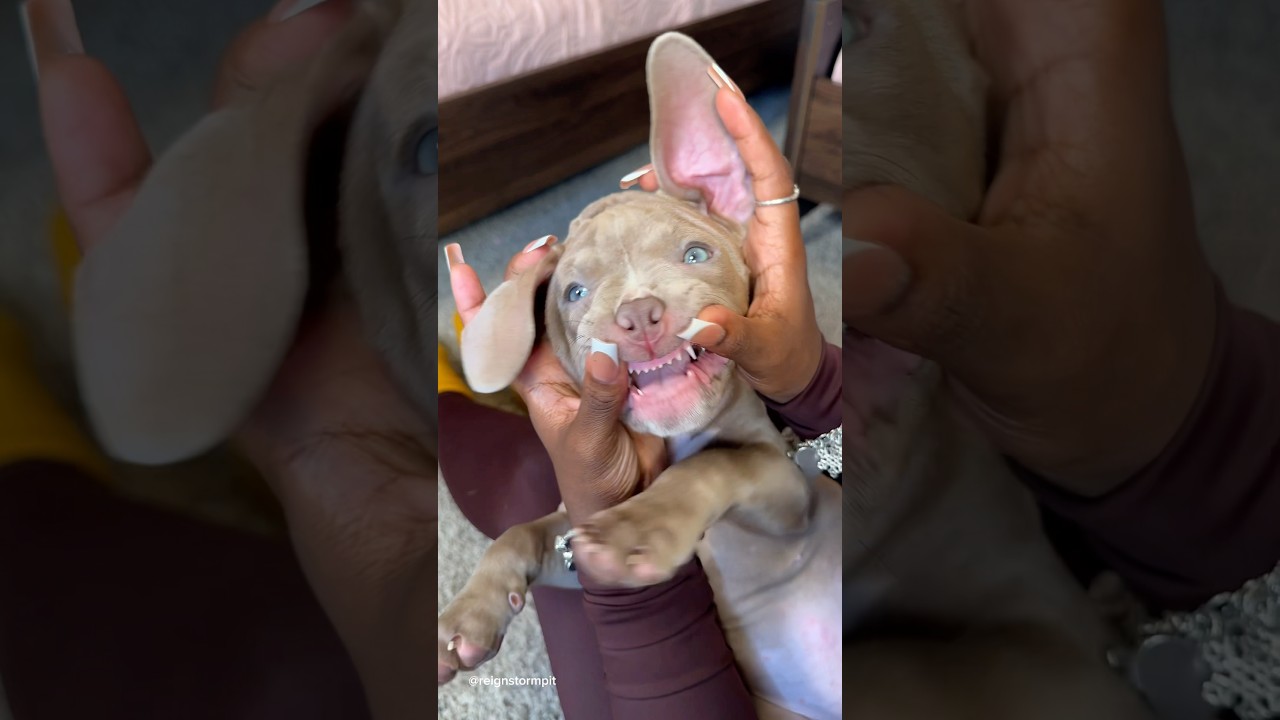 My Scary Pitbulls’ Morning Routine 🫧❤️ 