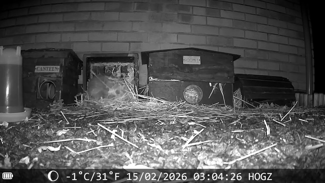 impatient cat building inspector