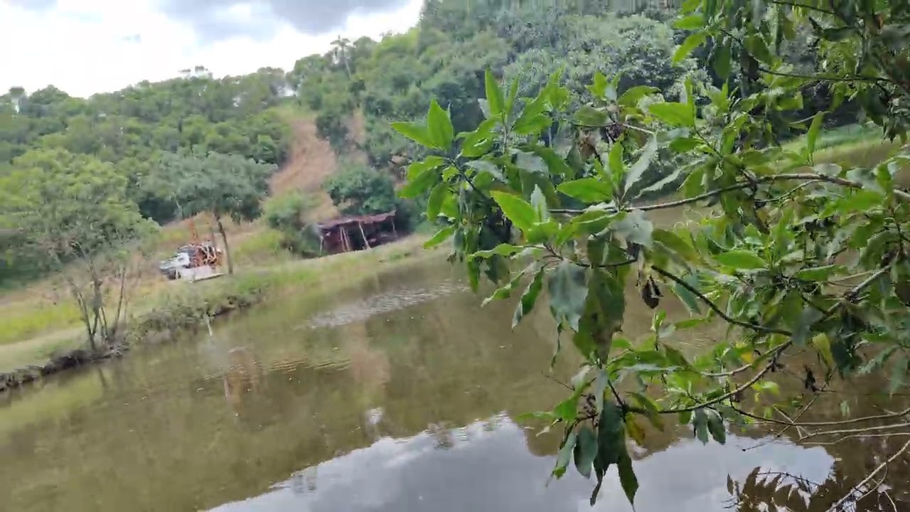 Joguei ração para as tilápias #farming #fazenda #peixe #tilapia 