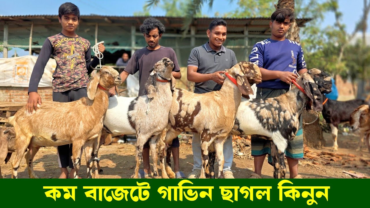কম বাজেটে গাভিন তোতাপুরী হরিয়ানা বিটল ও ক্রস ছাগল কিনুন সেলিম গোট ফার্ম থেকে Goat farm 