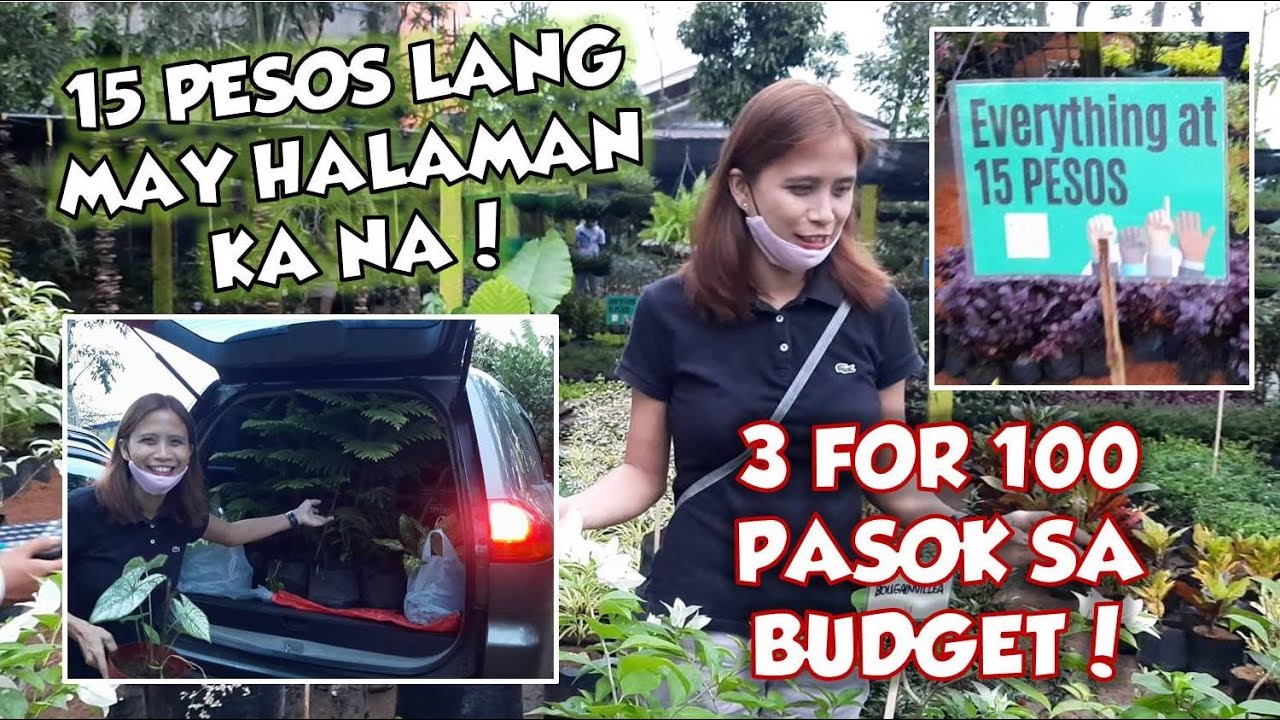 MURANG HALAMAN SA SILANG CAVITE - 15 PESOS LANG! PLANT SHOPPING PHILIPPINES | Vlog#73