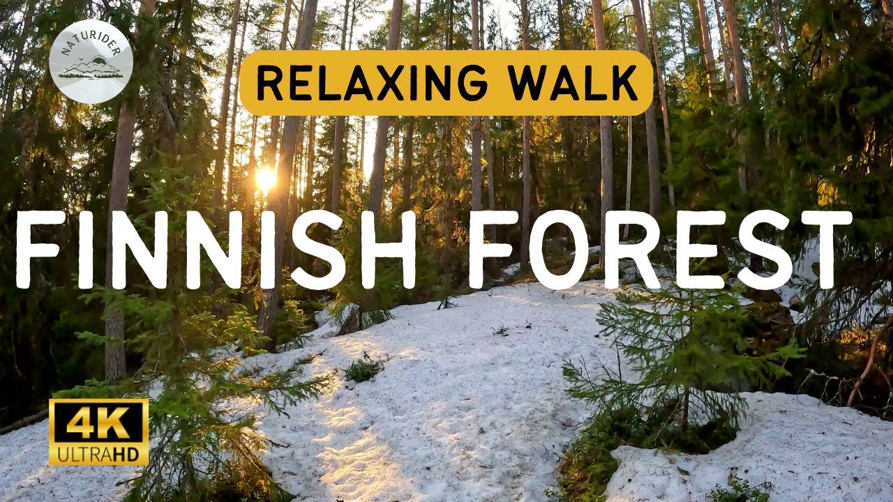 Finland Forest Walk During Golden Hour | April 2023 | Jyv&auml;skyl&auml; | 4K